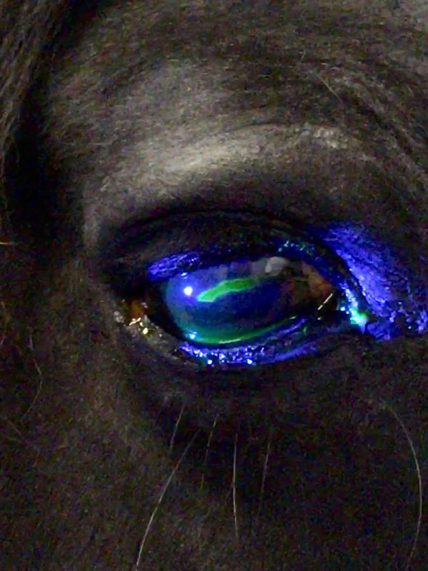 EQUINE EYE ULCERS "IT COVERED ALMOST THE ENTIRE WIDTH OF HIS EYEBALL